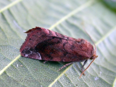 lesser-spotted pinion (Cosmia affinis) Kenneth Noble